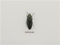 藏品(彩豔吉丁蟲)的圖片